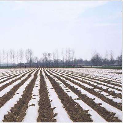 Agricultural Plastic Layer Invernadero Virgin Raw Material Mulch Film