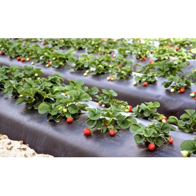 100% Biodegradable Environmental Protection Mulch Film for Weed Control