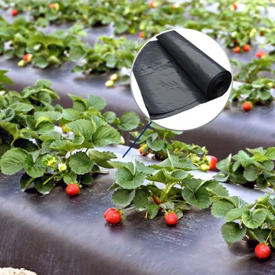 Superior Greenhouse Mulch Film for Strawberry Planter