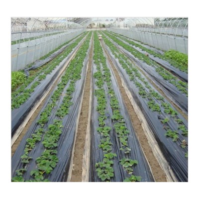 Best Quality Wholesale Invernadero Biodegradable Plastic Mulch Film