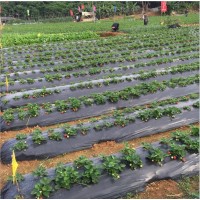 Factory Price LDPE Greenhouse Black Plastic Mulching Film Agricultural