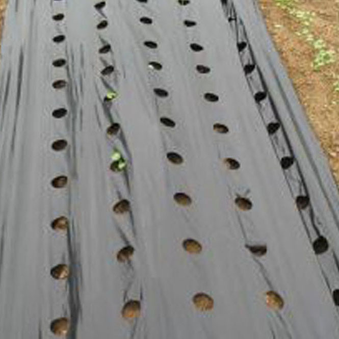 High quality Plastic Mulch Agricultural Layer for Sale