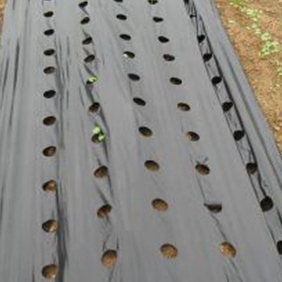 High quality Plastic Mulch Agricultural Layer for Sale