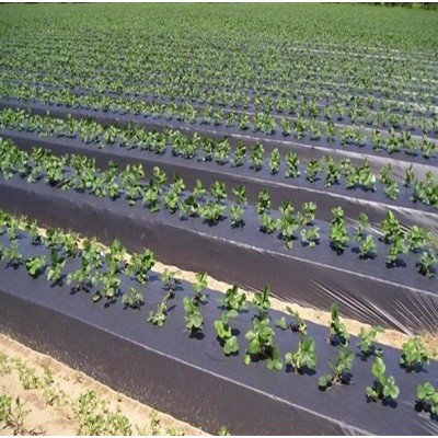 Anti Weed Mat Plastic Mulch Film Agricultural Black Plastic Ground Cover