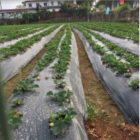 Agricultural Silver Shine Plastic Black Mulch Film Used in Greenhouse